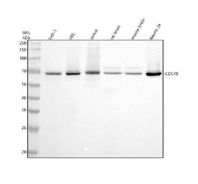 Anti-CDC40 Rabbit Monoclonal Antibody Boster Bio