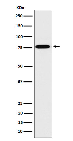 Anti-DPP3 Rabbit Monoclonal Antibody Boster Bio