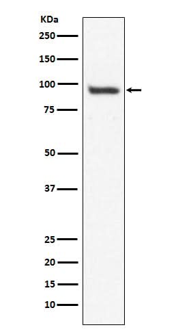 Anti-USP13 Monoclonal Antibody Boster Bio