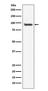 Anti-USP13 Monoclonal Antibody Boster Bio