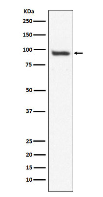 Anti-USP13 Monoclonal Antibody Boster Bio