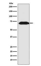 Anti-Themis Rabbit Monoclonal Antibody Boster Bio