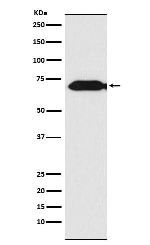 Anti-Themis Rabbit Monoclonal Antibody Boster Bio