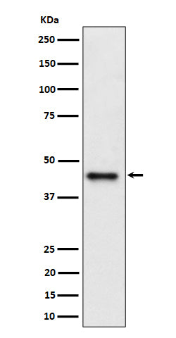 Anti-DAZAP1 Rabbit Monoclonal Antibody Boster Bio