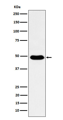 Anti-COPS3 Rabbit Monoclonal Antibody Boster Bio