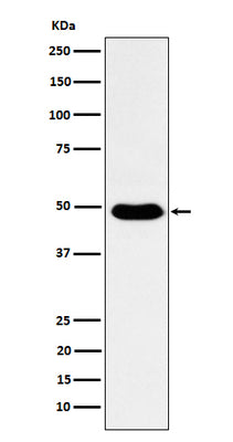 Anti-COPS3 Rabbit Monoclonal Antibody Boster Bio