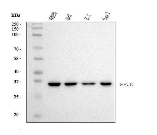 Anti-Cyclophilin E/PPIE Antibody Picoband® (monoclonal, 7F2 Boster Bio