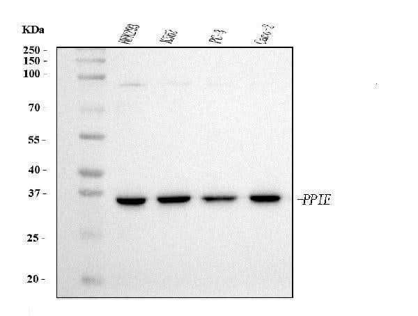 Anti-Cyclophilin E/PPIE Antibody Picoband® (monoclonal, 4I9 Boster Bio