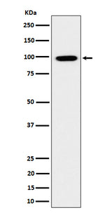 Anti-GRAF Rabbit Monoclonal Antibody Boster Bio