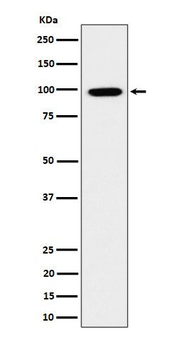 Anti-GRAF Rabbit Monoclonal Antibody Boster Bio