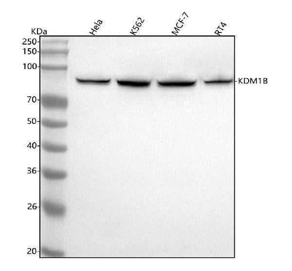 Anti-LSD2 / AOF1 Monoclonal Antibody Boster Bio