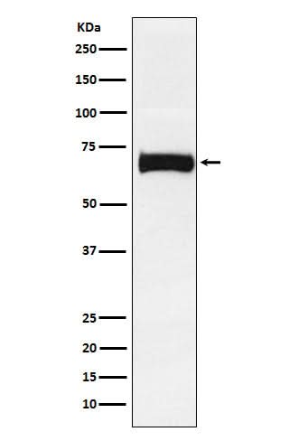 Anti-Nectin 2 Rabbit Monoclonal Antibody Boster Bio