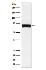 Anti-Nectin 2 Rabbit Monoclonal Antibody Boster Bio