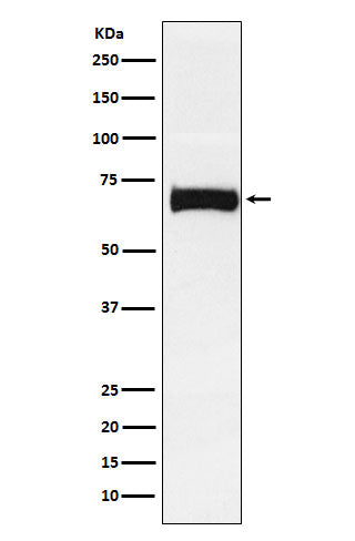 Anti-Nectin 2 Rabbit Monoclonal Antibody Boster Bio