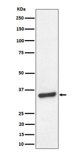 Anti-TCEA1 Rabbit Monoclonal Antibody Boster Bio