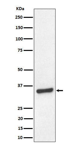 Anti-TCEA1 Rabbit Monoclonal Antibody Boster Bio