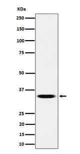 Anti-TCEA1 Rabbit Monoclonal Antibody Boster Bio