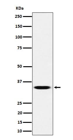 Anti-TCEA1 Rabbit Monoclonal Antibody Boster Bio