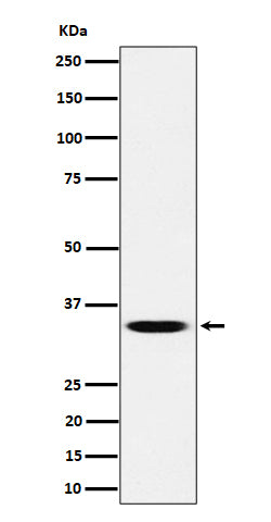 Anti-TCEA1 Rabbit Monoclonal Antibody Boster Bio