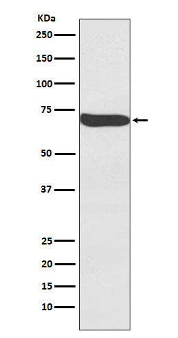 Anti-Frizzled 9 / CD349 Rabbit Monoclonal Antibody Boster Bio