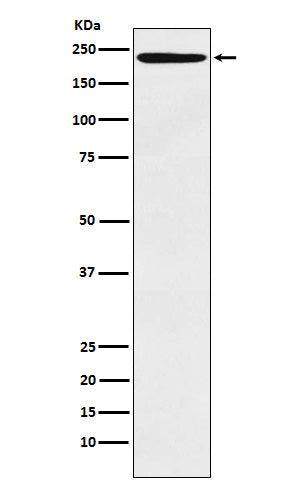 Anti-LY75 Monoclonal Antibody Boster Bio
