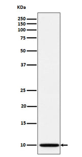Anti-NDUFA1 Rabbit Monoclonal Antibody Boster Bio