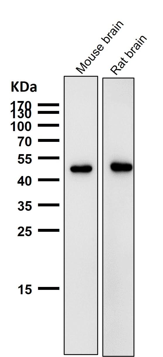 Anti-AZI2 Rabbit Monoclonal Antibody Boster Bio