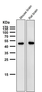 Anti-AZI2 Rabbit Monoclonal Antibody Boster Bio