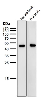Anti-AZI2 Rabbit Monoclonal Antibody Boster Bio
