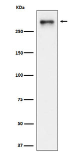 Anti-USP24 Rabbit Monoclonal Antibody Boster Bio