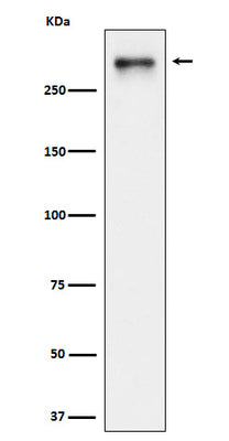 Anti-USP24 Rabbit Monoclonal Antibody Boster Bio