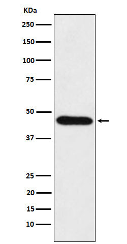 Anti-CDC123 Rabbit Monoclonal Antibody Boster Bio