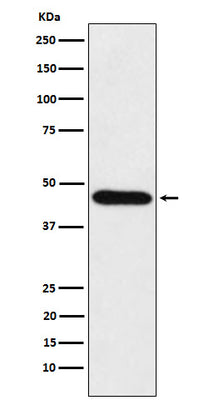 Anti-CDC123 Rabbit Monoclonal Antibody Boster Bio