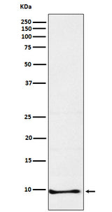 Anti-Neuronatin Rabbit Monoclonal Antibody Boster Bio