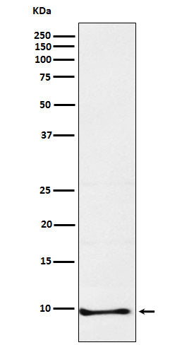 Anti-Neuronatin Rabbit Monoclonal Antibody Boster Bio