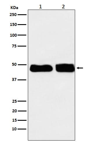 Anti-C4 binding protein Rabbit Monoclonal Antibody Boster Bio