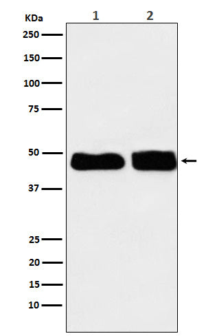 Anti-C4 binding protein Rabbit Monoclonal Antibody Boster Bio