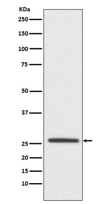 Anti-Claudin 11 CLDN11 Monoclonal Antibody Boster Bio