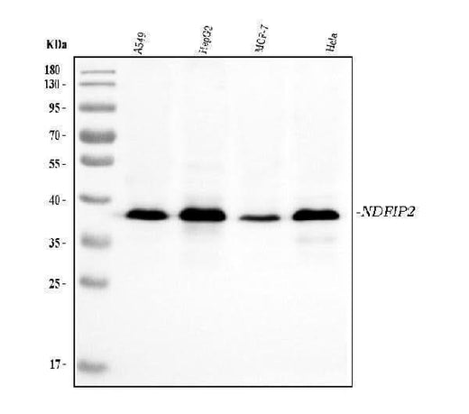 Anti-NDFIP2 Antibody Picoband® (monoclonal, 10D6D7 Boster Bio