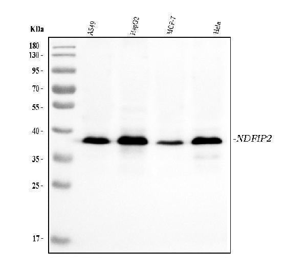 Anti-NDFIP2 Antibody Picoband® (monoclonal, 10D6D7 Boster Bio