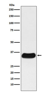 Anti-GAL4 Monoclonal Antibody Boster Bio