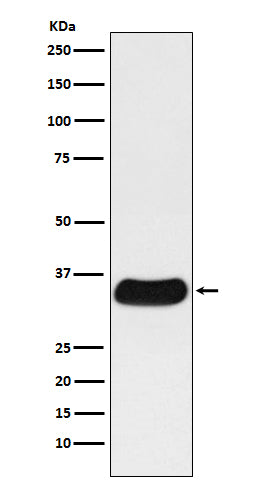 Anti-GAL4 Monoclonal Antibody Boster Bio