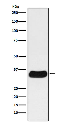 Anti-GAL4 Monoclonal Antibody Boster Bio