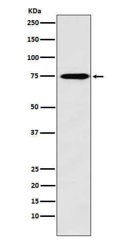 Anti-Synapsin II Rabbit Monoclonal Antibody Boster Bio