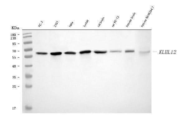 Anti-KLHL12 Antibody Picoband® (monoclonal, 2G11D1 Boster Bio