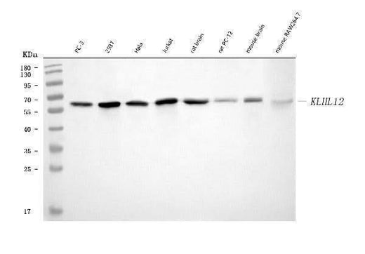 Anti-KLHL12 Antibody Picoband® (monoclonal, 2G11D1 Boster Bio