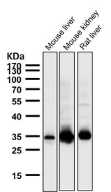 Anti-GAS2 Rabbit Monoclonal Antibody Boster Bio