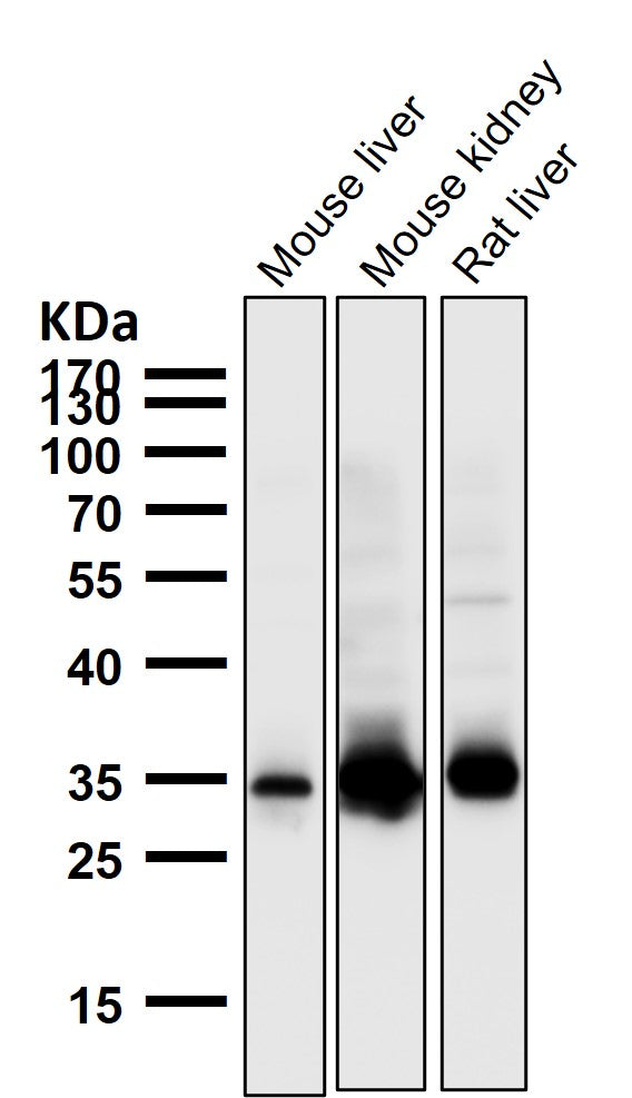 Anti-GAS2 Rabbit Monoclonal Antibody Boster Bio