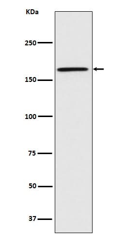 Anti-Caspr Monoclonal Antibody Boster Bio