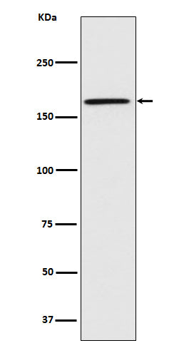 Anti-Caspr Monoclonal Antibody Boster Bio